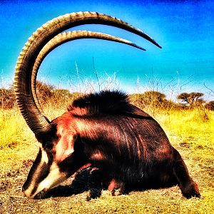 South Africa Hunting Sable Antelope