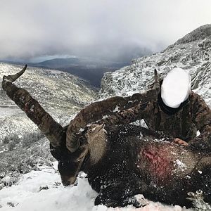 GREDOS IBEX GOLD MEDAL