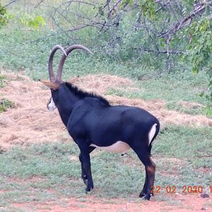 Sable South Africa