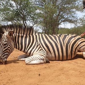 Lalamanzi Zebra