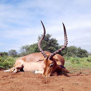 23.5" Inch Impala Hunting South Africa