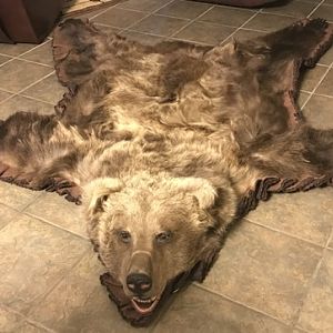 Bear Rug