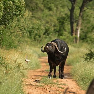 Cape Buffalo South Africa