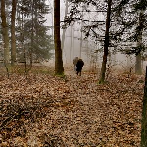 The forests in Germany are breathtaking