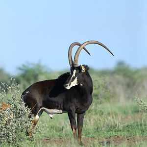 Sable Antelope South Africa