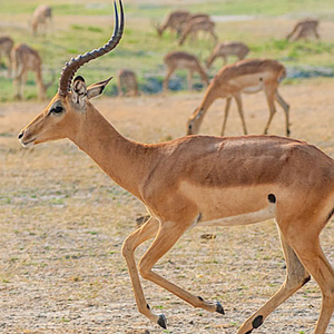 Impala South Africa