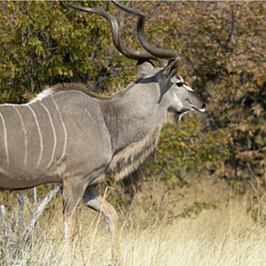 Kudu South Africa