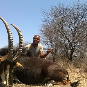 Hunting Sable in South Africa