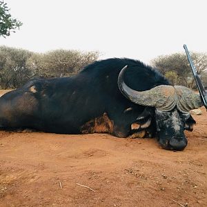 Hunting Cape Buffalo in South Africa