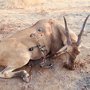 Bow Hunt Eland