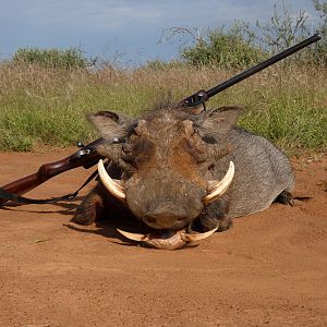 Hunting Warthog in South Africa