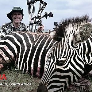 Bow Hunting Burchell's Plain Zebra