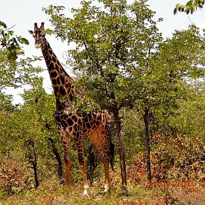 Dark Giraffe Bull, South Africa