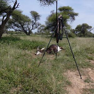 Hunt Sable Antelope in South Africa