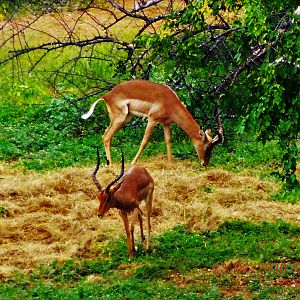 Impala in South Africa