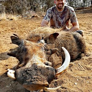 South Africa Hunting Warthog