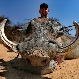 South Africa Hunting Warthog