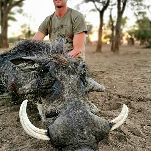 Hunting Warthog in South Africa