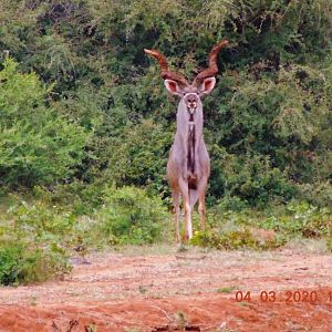 Trophy Kudu Bull. South Africa