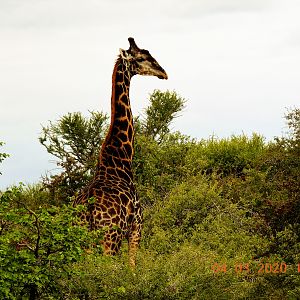 Dark Giraffe Bull South Africa