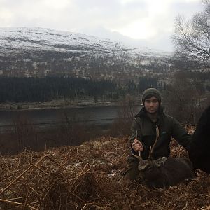 Sika Deer Hunt Scotland