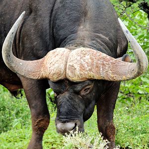 Cape Buffalo South Africa