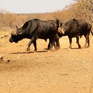 Cape Buffalo South Africa