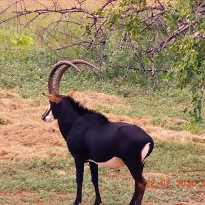 Sable Antelope South Africa