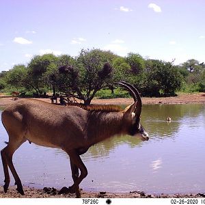 roan bull on trail cam