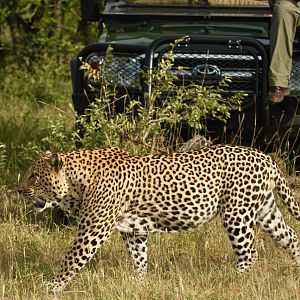 Leopard on Photo Safari in South Africa