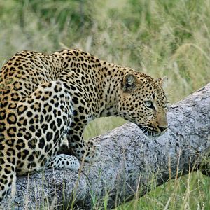 Leopard on Photo Safari in South Africa