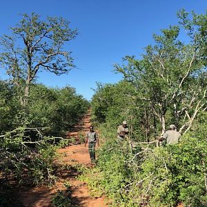 Hunt Buffalo in Zimbabwe