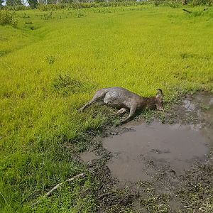 Australia Hunting Rusa Deer