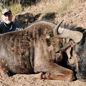 South Africa Hunting Black Wildebeest