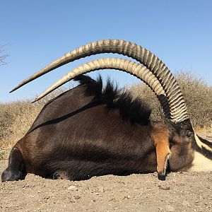 Hunt Sable Antelope in South Africa