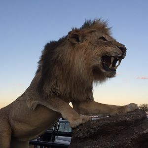 Lion Full Mount Taxidermy