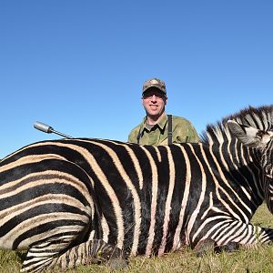 Burchell's Plain Zebra Hunting South Africa