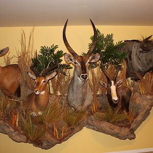 Red Hartebeest, Impala, Waterbuck, Blesbok & Bule Wildebeest Multiple Wall Mount Taxidermy