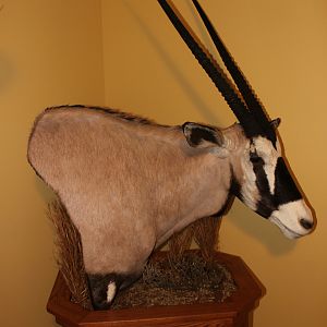 Gemsbok Pedestal Mount Taxidermy