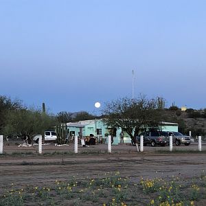 Desert Bighorn Sheep Hunt Mexico