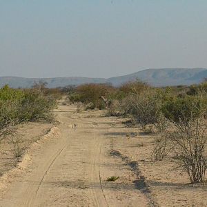 Kudu bulls crossing the track in front of us