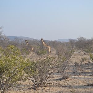 Giraffe Namibia