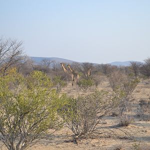 Giraffe Namibia