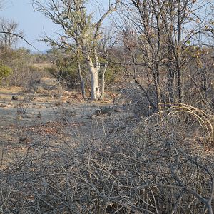 Damara Dik-dik Namibia