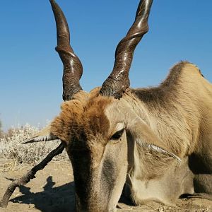 Eland Hunting Botswana