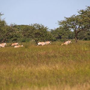 Namibian Gem