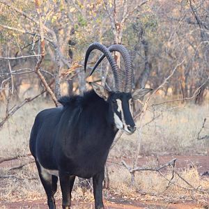 Sable South Africa