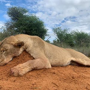 South Africa Hunt Lioness