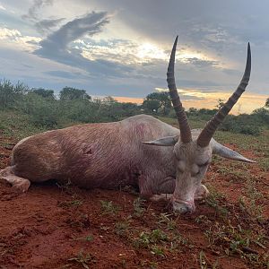 South Africa Hunt White Blesbok