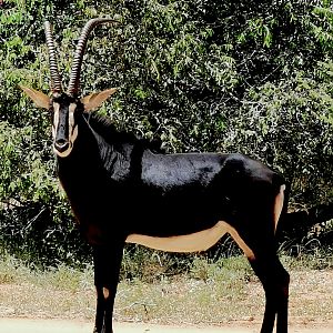 Hunt Sable South Africa